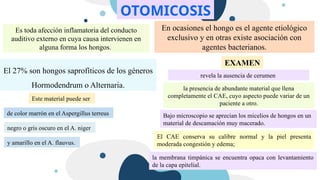 OTOMICOSIS
Es toda afección inflamatoria del conducto
auditivo externo en cuya causa intervienen en
alguna forma los hongos.
En ocasiones el hongo es el agente etiológico
exclusivo y en otras existe asociación con
agentes bacterianos.
El 27% son hongos saprofíticos de los géneros
Hormodendrum o Alternaria.
EXAMEN
revela la ausencia de cerumen
la presencia de abundante material que llena
completamente el CAE, cuyo aspecto puede variar de un
paciente a otro.
Este material puede ser
de color marrón en el Aspergillus terreus
negro o gris oscuro en el A. niger
y amarillo en el A. flauvus.
Bajo microscopio se aprecian los micelios de hongos en un
material de descamación muy macerado.
El CAE conserva su calibre normal y la piel presenta
moderada congestión y edema;
la membrana timpánica se encuentra opaca con levantamiento
de la capa epitelial.
 