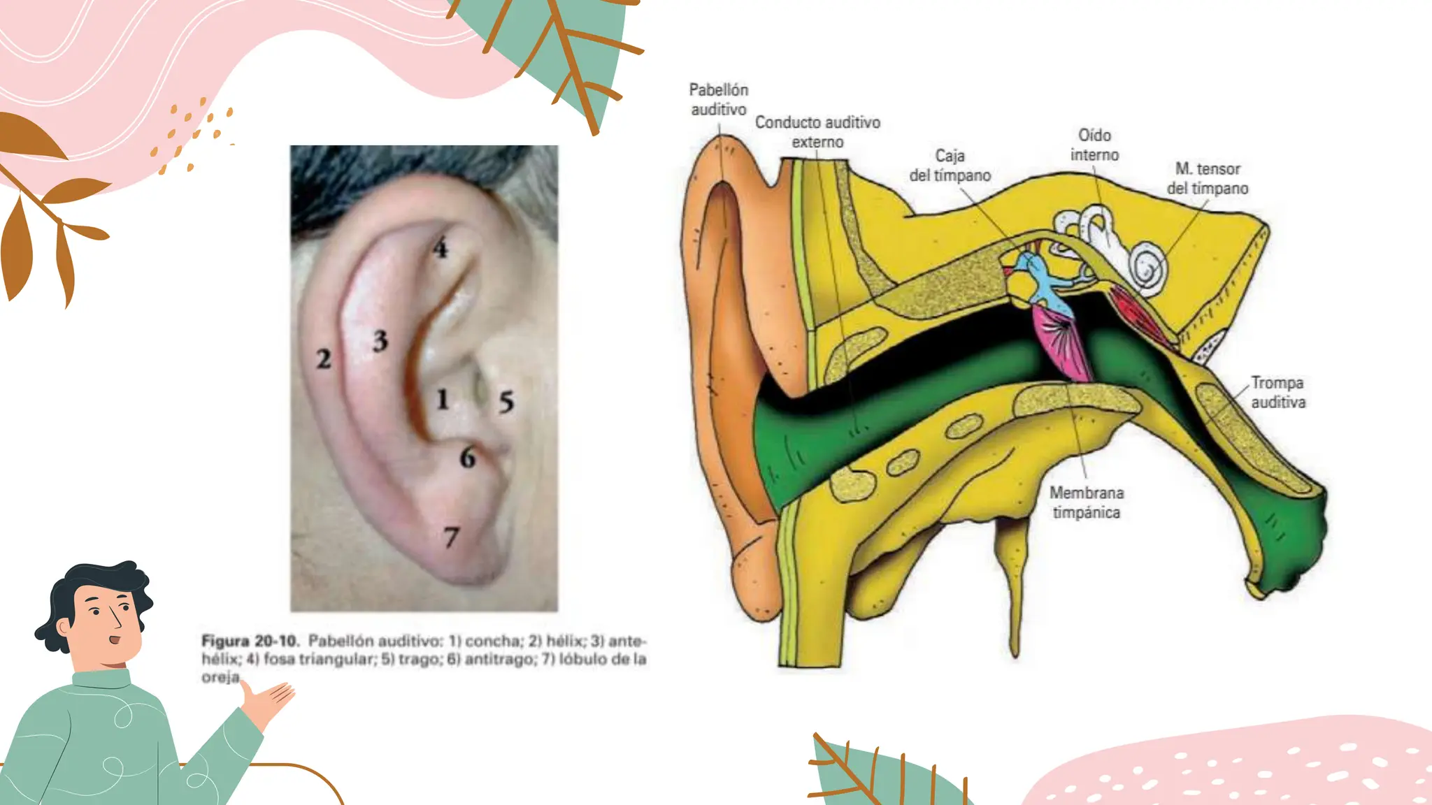 otitis media y otitis externa anatomía y fisiopato | PPTX