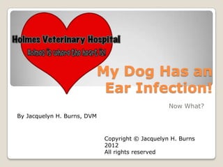 My Dog Has an
                              Ear Infection!
                                                  Now What?
By Jacquelyn H. Burns, DVM



                             Copyright © Jacquelyn H. Burns
                             2012
                             All rights reserved
 