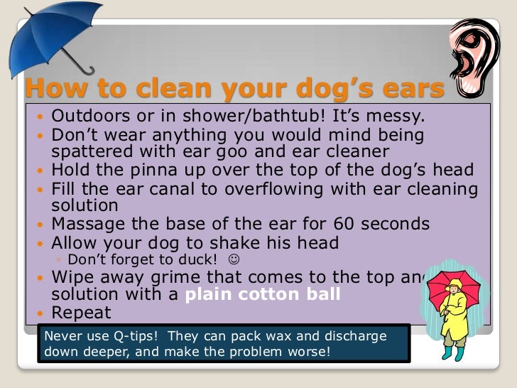 My Dogs Ears Smell Sour My Dogs Ears Smell Sour