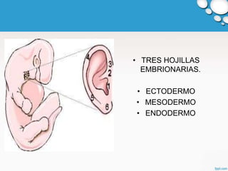 • TRES HOJILLAS
  EMBRIONARIAS.

• ECTODERMO
• MESODERMO
• ENDODERMO
 
