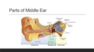 Parts of Middle Ear
 