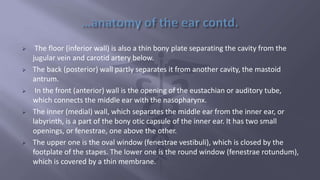  The floor (inferior wall) is also a thin bony plate separating the cavity from the
jugular vein and carotid artery below.
 The back (posterior) wall partly separates it from another cavity, the mastoid
antrum.
 In the front (anterior) wall is the opening of the eustachian or auditory tube,
which connects the middle ear with the nasopharynx.
 The inner (medial) wall, which separates the middle ear from the inner ear, or
labyrinth, is a part of the bony otic capsule of the inner ear. It has two small
openings, or fenestrae, one above the other.
 The upper one is the oval window (fenestrae vestibuli), which is closed by the
footplate of the stapes. The lower one is the round window (fenestrae rotundum),
which is covered by a thin membrane.
 