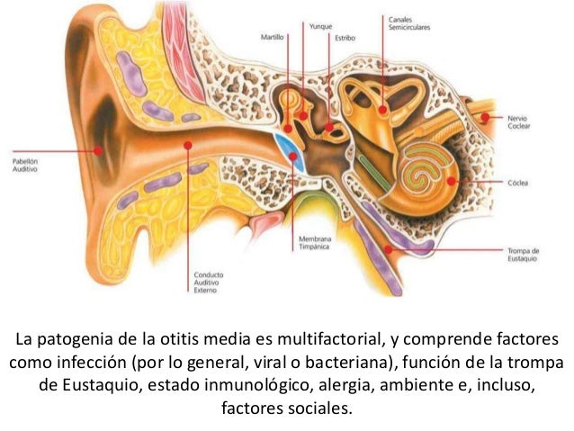 Анализатор слуха и равновесия