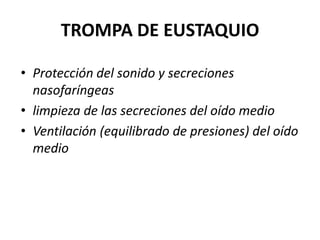 TROMPA DE EUSTAQUIO

• Protección del sonido y secreciones
  nasofaríngeas
• limpieza de las secreciones del oído medio
• Ventilación (equilibrado de presiones) del oído
  medio
 