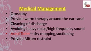 Medical Management
• Otoscopy
• Provide warm therapy around the ear canal
• Cleaning of discharge
• Avoiding heavy noise/high frequency sound
• Aural Toilet—dry mopping,suctioning
• Provide Mitten restraint
 