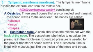 3. Tympanic membrane (eardrum). The tympanic membrane
divides the external ear from the middle ear.
•Middle ear(tympanic cavity), consisting of:
A.Ossicles. Three small bones that are connected and transmit
the sound waves to the inner ear. The bones are called:
• Malleus
• Incus
• Stapes
B. Eustachian tube. A canal that links the middle ear with the
back of the nose. The eustachian tube helps to equalize the
pressure in the middle ear. Equalized pressure is needed for
the proper transfer of sound waves. The eustachian tube is
lined with mucous, just like the inside of the nose and throat.
 