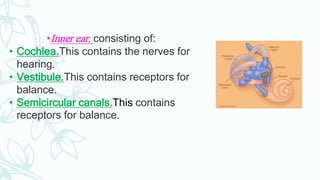 •Inner ear, consisting of:
• Cochlea.This contains the nerves for
hearing.
• Vestibule.This contains receptors for
balance.
• Semicircular canals.This contains
receptors for balance.
 