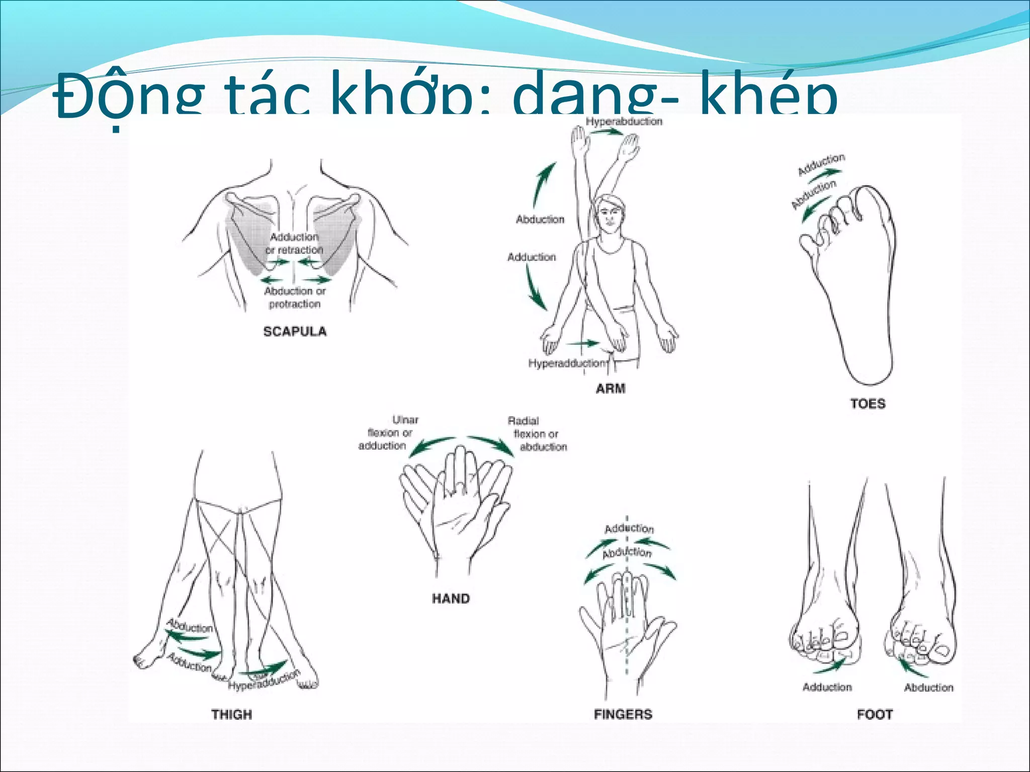 Đ ng tác kh p: d ng- khépộ ớ ạ
 