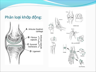 Phân lo i kh p đ ng:ạ ớ ộ
 
