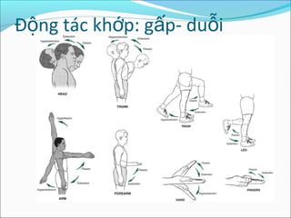 Đ ng tác kh p: g p- du iộ ớ ấ ỗ
 