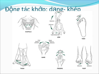 Đ ng tác kh p: d ng- khépộ ớ ạ
 