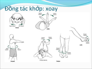 Đ ng tác kh p: xoayồ ớ
 