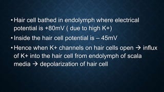 •Hair cell bathed in endolymph where electrical
potential is +80mV ( due to high K+)
•Inside the hair cell potential is – 45mV
•Hence when K+ channels on hair cells open  influx
of K+ into the hair cell from endolymph of scala
media  depolarization of hair cell
 