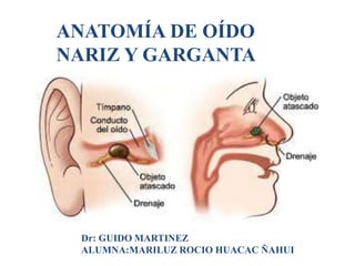 In AD, many of these clumps form, disrupting the work of
neurons. This
ANATOMÍA DE OÍDO
NARIZ Y GARGANTA
Dr: GUIDO MARTINEZ
ALUMNA:MARILUZ ROCIO HUACAC ÑAHUI
 