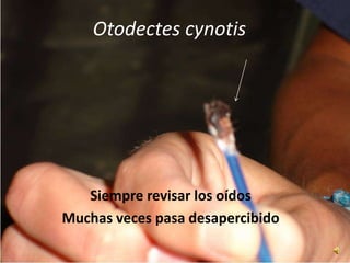 Otodectes cynotis
Siempre revisar los oídos
Muchas veces pasa desapercibido
 