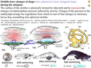 Otolith shape icefish | PPTX