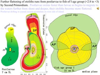 Postlarvae Fish Otolith shape icefish | PPTX