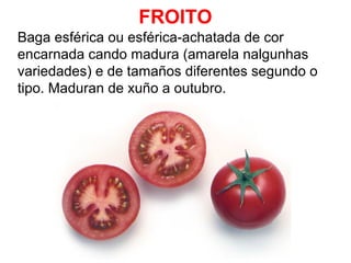 FROITO
Baga esférica ou esférica-achatada de cor
encarnada cando madura (amarela nalgunhas
variedades) e de tamaños diferentes segundo o
tipo. Maduran de xuño a outubro.

 