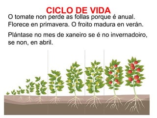CICLO DE VIDA

O tomate non perde as follas porque é anual.
Florece en primavera. O froito madura en verán.
Plántase no mes de xaneiro se é no invernadoiro,
se non, en abril.

 