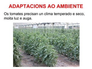 ADAPTACIONS AO AMBIENTE
Os tomates precisan un clima temperado e seco,
moita luz e auga.

 
