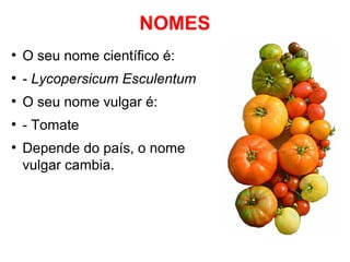 NOMES
●

O seu nome científico é:

●

- Lycopersicum Esculentum

●

O seu nome vulgar é:

●

- Tomate

●

Depende do país, o nome
vulgar cambia.

 