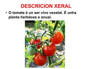 DESCRICION XERAL
●

O tomate é un ser vivo vexetal. É unha
planta herbácea e anual.

 