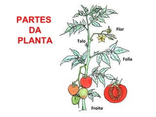 PARTES
DA
PLANTA

Flor
Talo

Folla

Froito

 