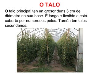 O TALO
O talo principal ten un grosor duns 3 cm de
diámetro na súa base. É longo e flexible e está
cuberto por numerosos pelos. Tamén ten talos
secundarios.

 