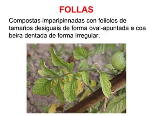 FOLLAS
Compostas imparipinnadas con foliolos de
tamaños desiguais de forma oval-apuntada e coa
beira dentada de forma irregular.

 
