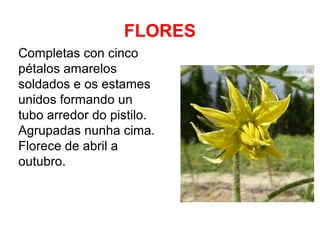 FLORES
Completas con cinco
pétalos amarelos
soldados e os estames
unidos formando un
tubo arredor do pistilo.
Agrupadas nunha cima.
Florece de abril a
outubro.

 