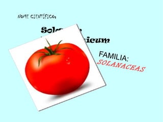 Solanum
Lycopersicum
FAMILIA:SOLANACEAS
NOME CIENTÍFICO:
 