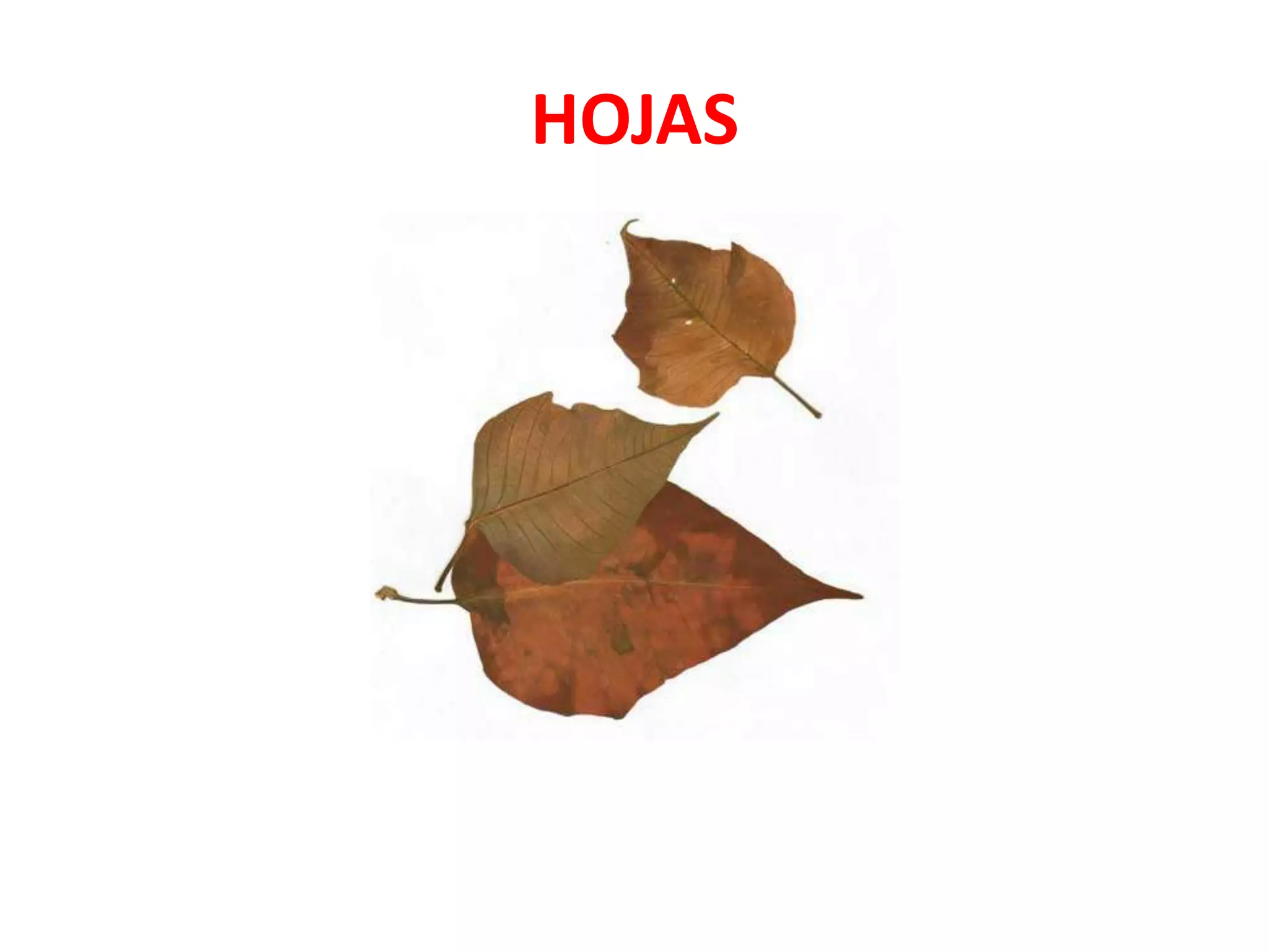 HOJAS