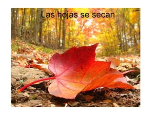 Las hojas se secan
 