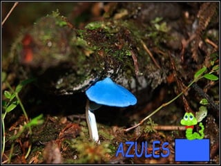 AZULES 