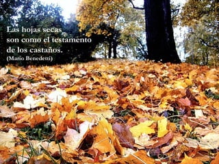 Las hojas secas son como el testamento de los castaños. (Mario Benedetti) 