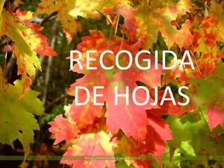 RECOGIDA
DE HOJAS
 
