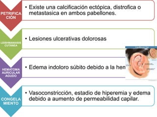 PETRIFICA
CIÓN
• Existe una calcificación ectópica, distrofica o
metastasica en ambos pabellones.
LEISHMANIASIS
CUTÁNEA
• Lesiones ulcerativas dolorosas
HEMATOMA
AURICULAR
AGUDO
• Edema indoloro súbito debido a la hemorragia
CONGELA
MIENTO
• Vasoconstricción, estadio de hiperemia y edema
debido a aumento de permeabilidad capilar.
 