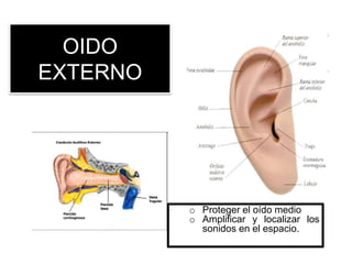 OIDO
EXTERNO
o Proteger el oído medio
o Amplificar y localizar los
sonidos en el espacio.
 