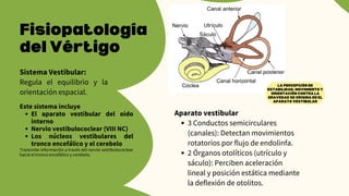 LA PERCEPCIÓN DE
ESTABILIDAD, MOVIMIENTO Y
ORIENTACIÓN CONTRA LA
GRAVEDAD SE ORIGINA EN EL
APARATO VESTIBULAR
Sistema Vestibular:
Regula el equilibrio y la
orientación espacial.
Fisiopatología
del Vértigo
Este sistema incluye
El aparato vestibular del oido
interno
Nervio vestibulococlear (VIII NC)
Los núcleos vestibulares del
tronco encefálico y el cerebelo
Transmite información a través del nervio vestibulococlear
hacia el tronco encefálico y cerebelo.
Aparato vestibular
3 Conductos semicirculares
(canales): Detectan movimientos
rotatorios por flujo de endolinfa.
2 Órganos otolíticos (utrículo y
sáculo): Perciben aceleración
lineal y posición estática mediante
la deflexión de otolitos.
 
