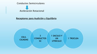 Conductos Semicirculares
Aceleración Rotacional
Receptores para Audición y Equilibrio
CELS.
CILIADAS
3
CONDUCTOS
SC
1 SACULO Y
UN
UTRICULO
1 TROCLEA
 