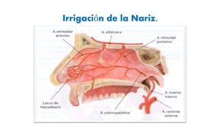 agitación Transparente Disparidad Otorrinolaringología Patologias de la Nariz