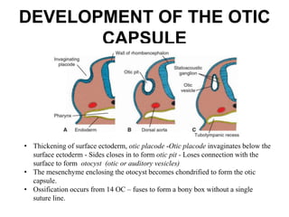 DEVELOPMENT OF THE OTIC
CAPSULE
• Thickening of surface ectoderm, otic placode -Otic placode invaginates below the
surface ectoderm - Sides closes in to form otic pit - Loses connection with the
surface to form otocyst (otic or auditory vesicles)
• The mesenchyme enclosing the otocyst becomes chondrified to form the otic
capsule.
• Ossification occurs from 14 OC – fuses to form a bony box without a single
suture line.
 