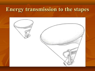 Energy transmission to the stapes
 