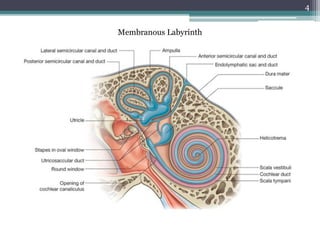 4
Membranous Labyrinth
 