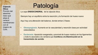 Patología
La capa ENDOCONDRAL de la cápsula ótica.
Siempre hay un equilibrio entre la resorción y la formación de hueso nuevo
Aquí hay una alteración del balance, donde entran 2 fases:
• Otoespogiosis: Aumento en la vascularidad y resorción ósea por actividad
osteoclástica
• Esclerosis: Aposición exagerada y anormal de hueso maduro en los ligamentos
y todo lo asociado a la ventana que Conlleva a la Disminución en la
transmisión de sonido
Cápsula
Ótica:
Porción del
laberinto
óseo que
aloja el
caracol
membranoso
con el
órgano de
Corti.
 