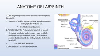 Endolymph Labyrinth Comprehensive Overview of Otosclerosis: Anatomy, Pathology, Diagnosis ...