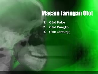 Macam Jaringan Otot Otot Polos Otot Rangka Otot Jantung 