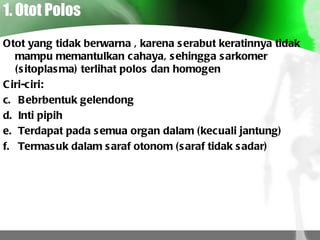 1. Otot Polos Otot yang tidak berwarna , karena serabut keratinnya tidak mampu memantulkan cahaya, sehingga sarkomer (sitoplasma) terlihat polos dan homogen Ciri-ciri: Bebrbentuk gelendong Inti pipih Terdapat pada semua organ dalam (kecuali jantung) Termasuk dalam saraf otonom (saraf tidak sadar) 