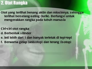2. Otot Rangka Otot yang terlihat benang aktin dan miosinnya, sehingga terlihat berselang-seling (lurik). Berfungsi untuk mengerakkan rangka pada tubuh manusia Ciri-ciri otot rangka Berbentuk silinder Inti lebih dari 1 dan banyak terletak di tepi-tepi Berwarna gelap (anisotop) dan terang (isotop) 